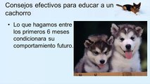 ¿Como educar a un cachorro?, Consejos efectivos para educar a un cachorro