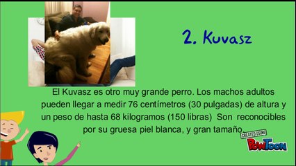 Mira Las 5 razas de perro mas grande de la actualidad