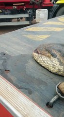 Le plus grand anaconda au monde trouvé