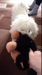 Bichon Frise Fighting
