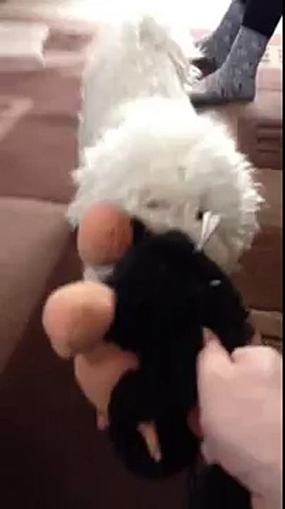 Bichon Frise Fighting