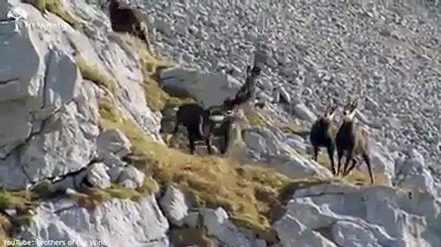 Şaşkın sürücü ne içmiş acaba