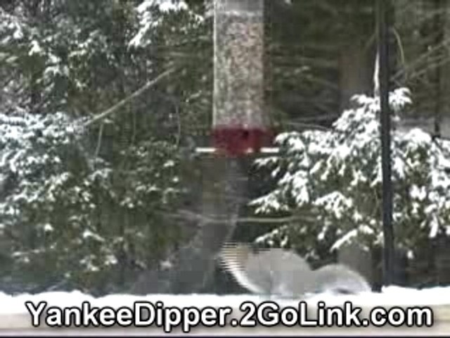 Droll Yankees Dipper Bird Feeder Funny Video Dailymotion