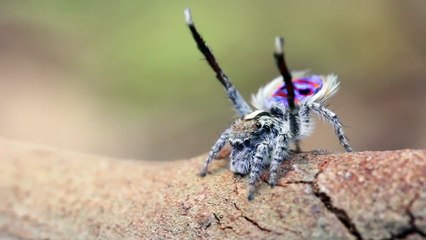 Dişisini Etkilemek İçin Çiftleşme Dansı Yapan Örümcek Yok Bö
