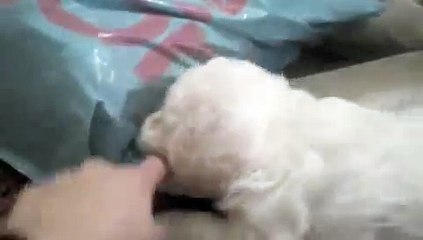 The Bichon Frise Puppies!