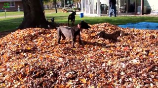 Funny Dogs Playing in Leaves Compilation 2013