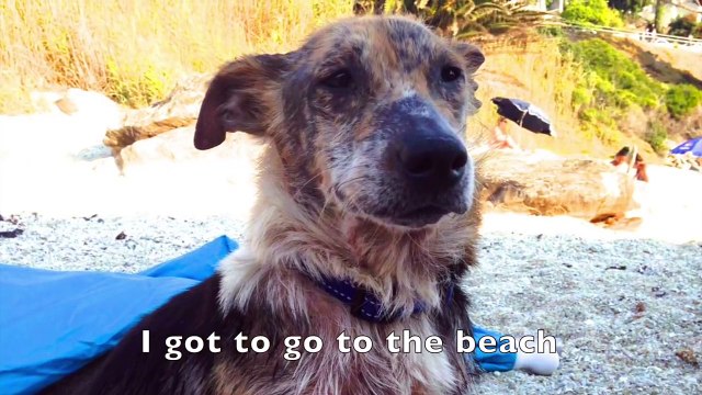 Ce chien a été abandonné car il était trop moche pour vivre. Mais attendez de le voir aujourd'hui !