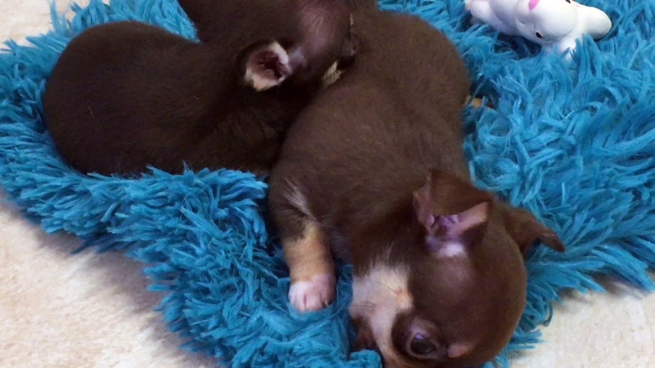 Chiots chihuahua du Domaine des Cassanos