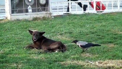 Karga ile köpeğin kavgası kamerada