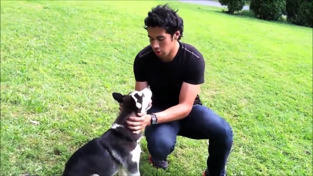 3 FUNNY HUSKIES