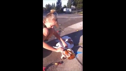 10 Funniest Basset Hound Videos