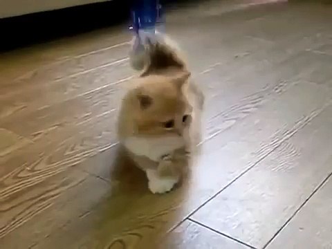 Маленький котёнок играет (кошки видео няшка няшный домашние животные котята)
