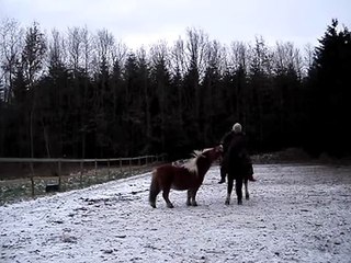 2 horses clickertraining