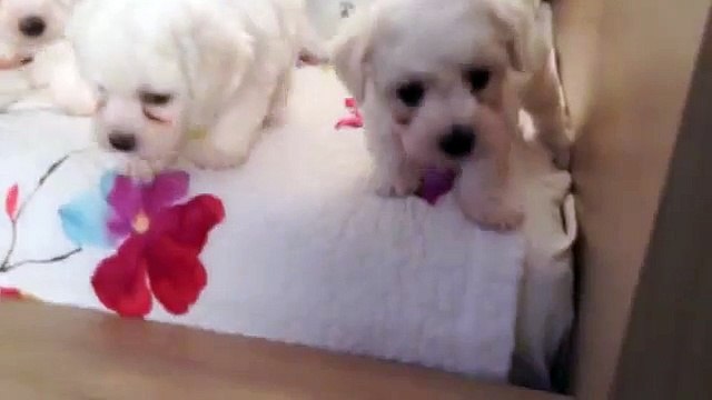Bichon Frise Puppies 5 1/2 weeks old