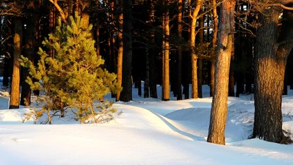 Зимний Балтийский берег в лучах заката