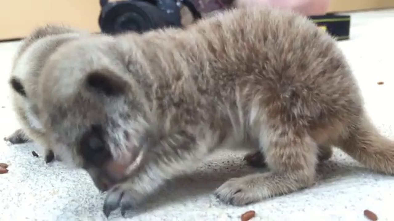 Taronga Zoo welcomes two adorable meerkat pups