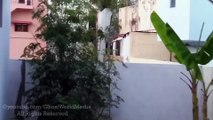 Real Ghost Stuck On Flower Plant Caught On Camera (Haunted Tape)