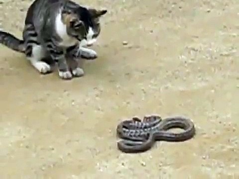БОЙ КОШКА ПРОТИВ БОЛЬШОЙ ЗМЕИ