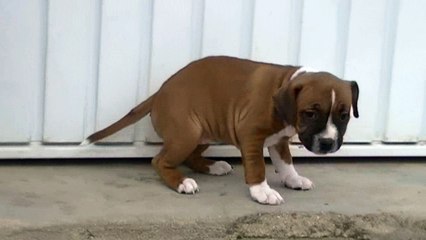 88ème vidéo LETY de STAFFORDLAND fait ses besoins à l'extérieur