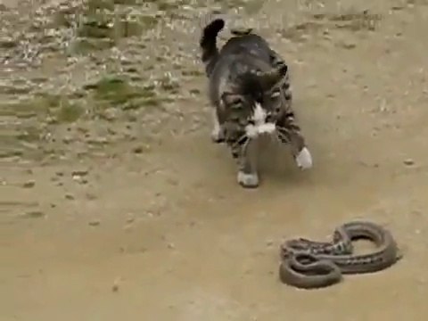 БОЙ КОШКА ПРОТИВ БОЛЬШОЙ ЗМЕИ