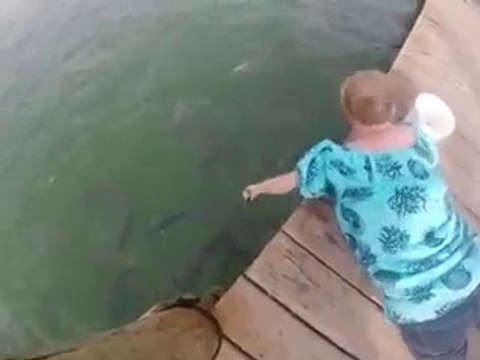 Женщина кормила рыбу и вдруг...!!!