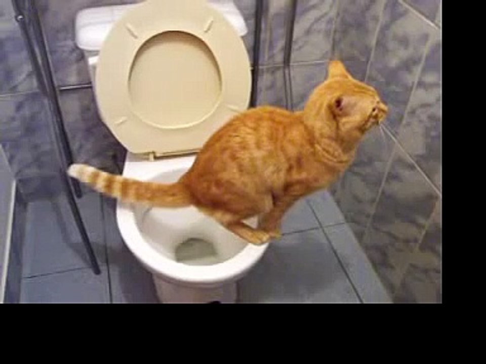 good cat