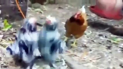 مقاطع طريفة لحيوانات ترى نفسها أول مرة في المرآة