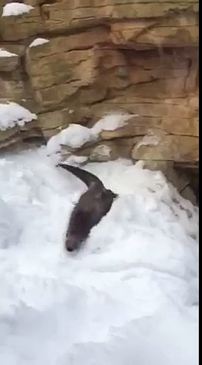 Une otarie glisse avec grâce sur la neige