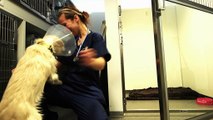 veterinær - Oslo AniCura Dyreklinikker Oslo