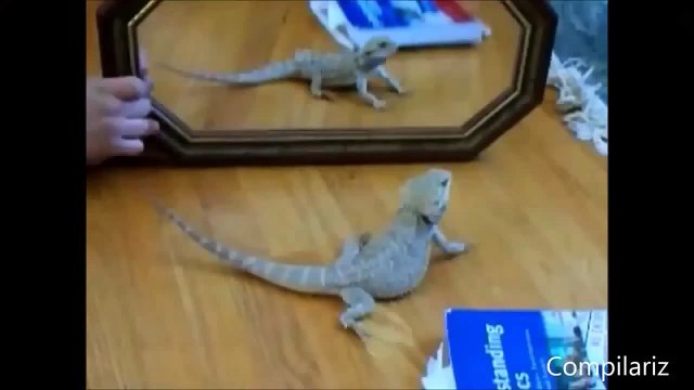 Funny cats and dogs Animals vs Mirrors play videos Compilation 2013