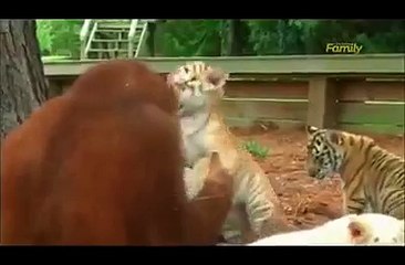 Very funny monkey feed baby tiger best friends
