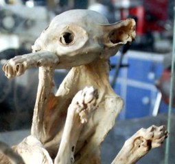 Türü Bilinmeyen Hayvan İskeleti İçin ABD'den Uzmanlar Geliyor