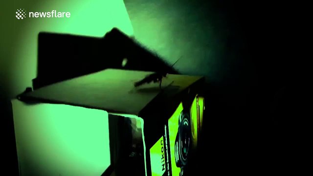 Epic cockroach chase in Australian house - Paranormal Activity spoof