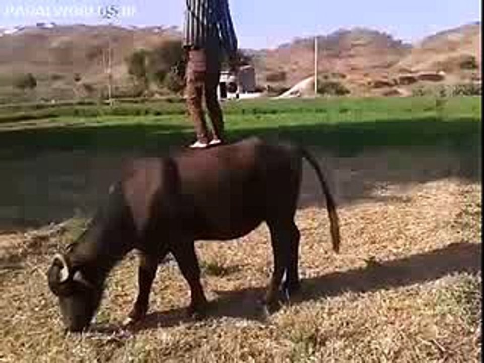 Bafoolo Dance