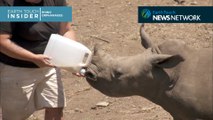 Tiniest poaching victims find home & family at Africa’s rhino orphanages