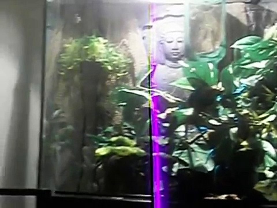 Chameleon Care Guide: How and Why do Chameleons change color?