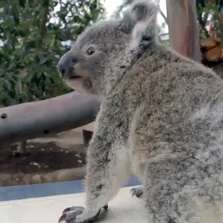 Cutxi Koala