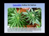 Cannabis Indica Vs Sativa