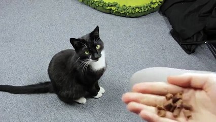 Clickertraining mit Katzen: Übung "Sitz"