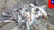 Corpses of dozens of young sharks with fins cut off found washed up in Taiwan