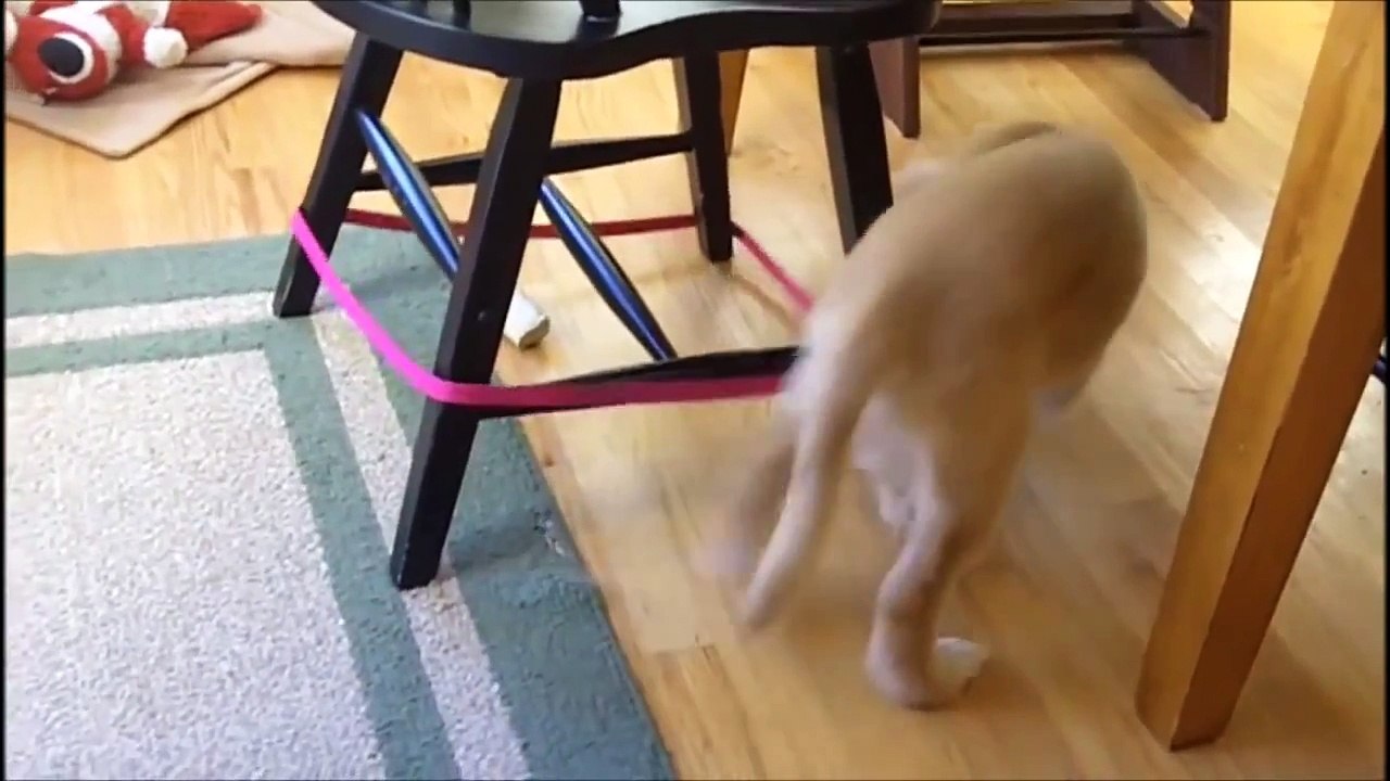 10 Funniest Golden Retriever Videos