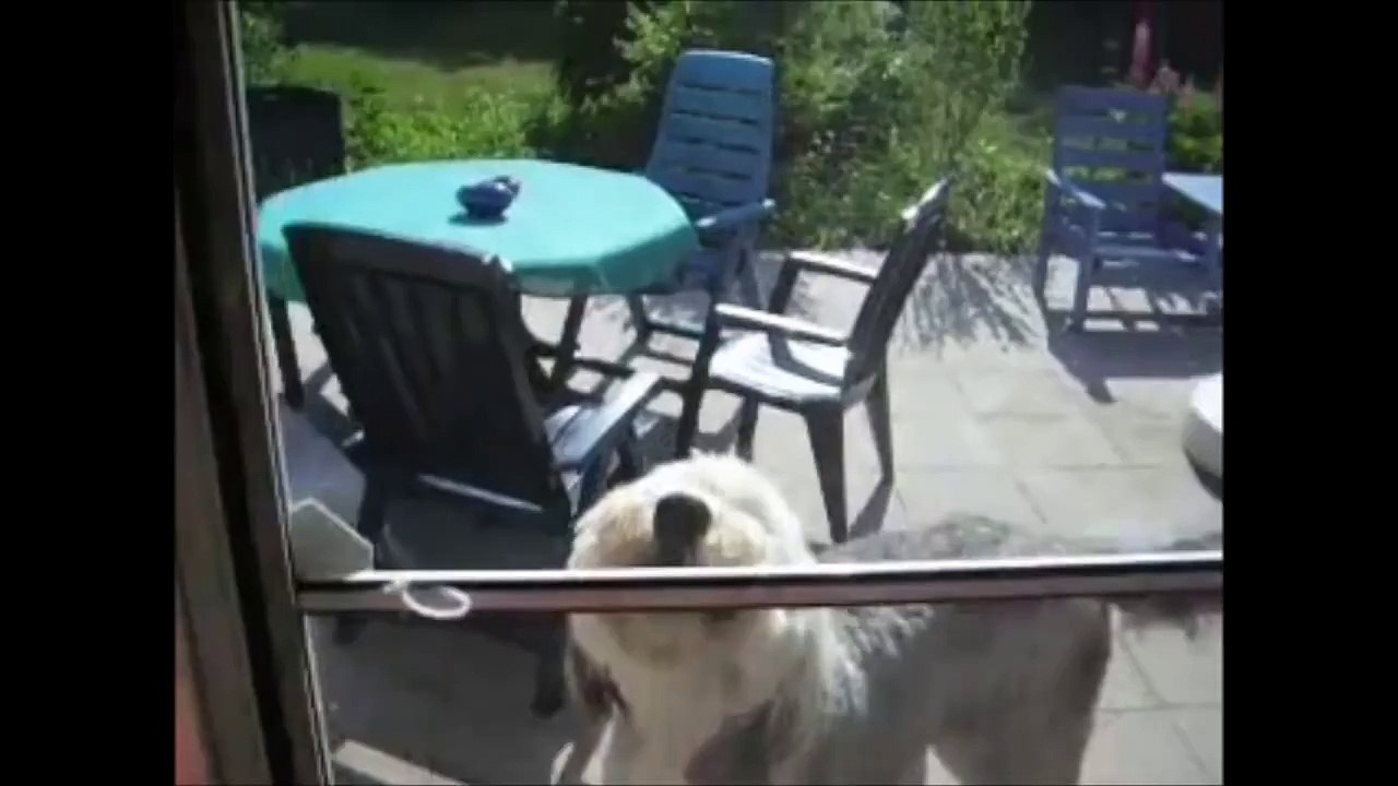 10 Funniest Sheepdog Videos