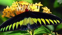 Top 10 Amazing & Unusual Butterflies