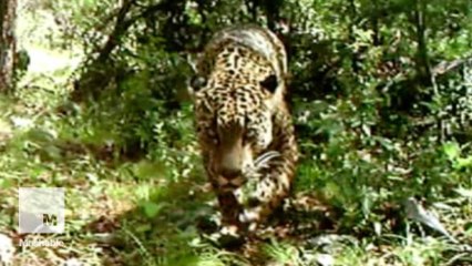 This is the only wild jaguar currently living in the U.S.