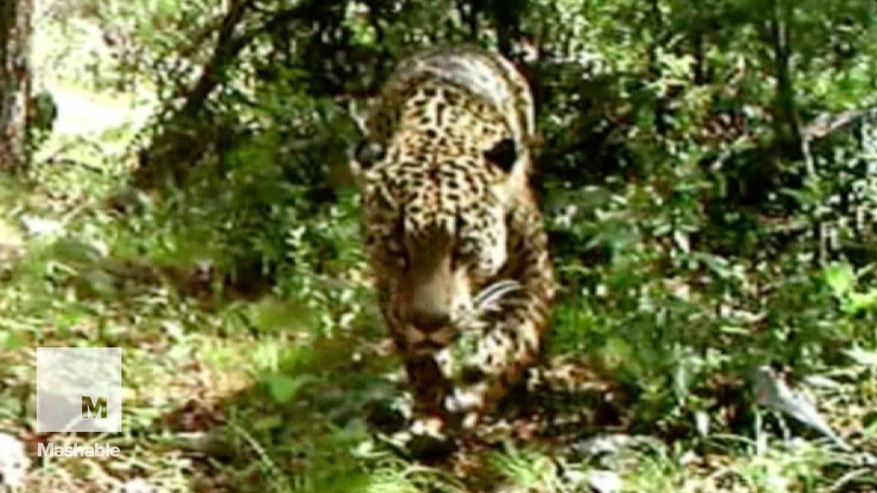 This is the only wild jaguar currently living in the U.S.