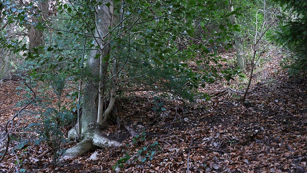 Le chemin des Roys