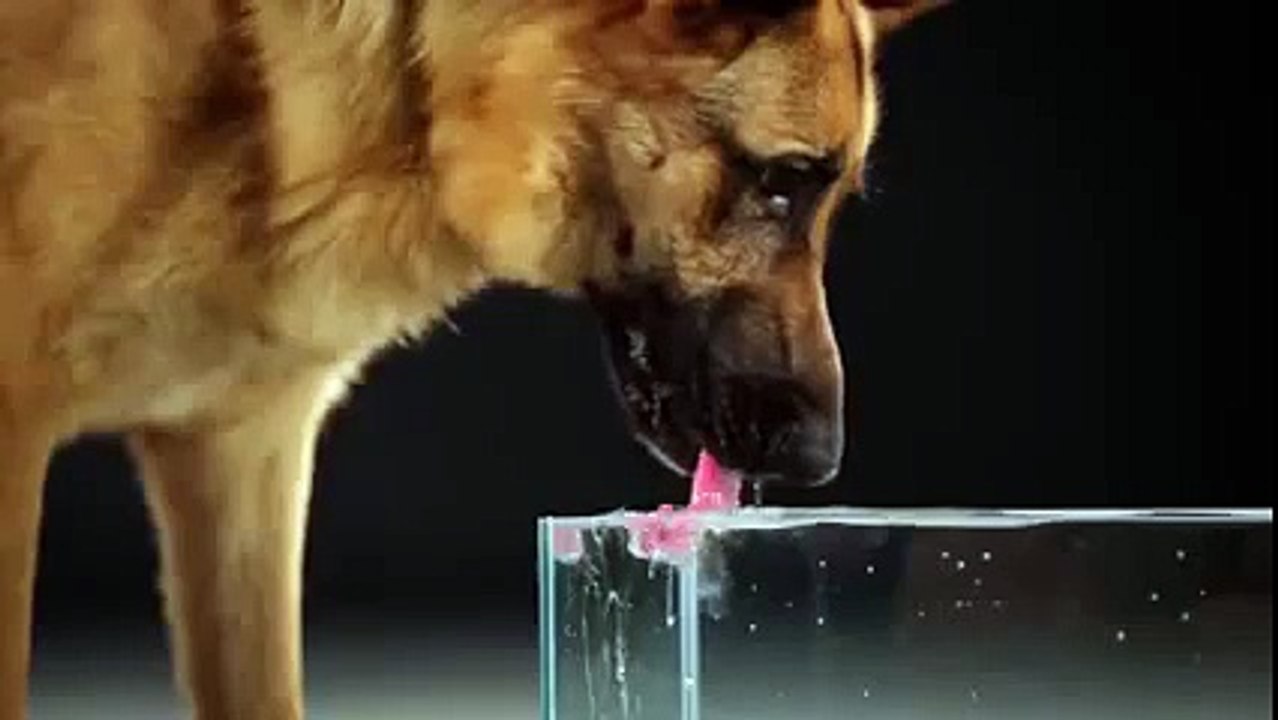 Un chien qui boit au ralenti, c'est très impressionnant - Vidéo