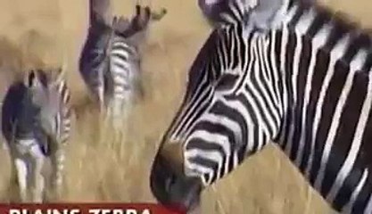 Fake Zebra Prank gone wrong with Real Lions