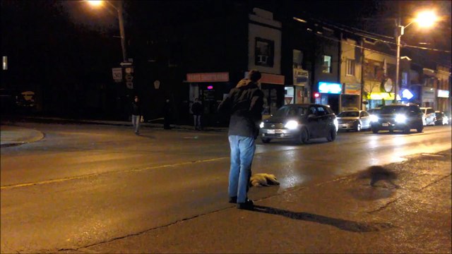 Émouvant, un raton laveur essaie de réveiller son ami mort, couché sur la route.