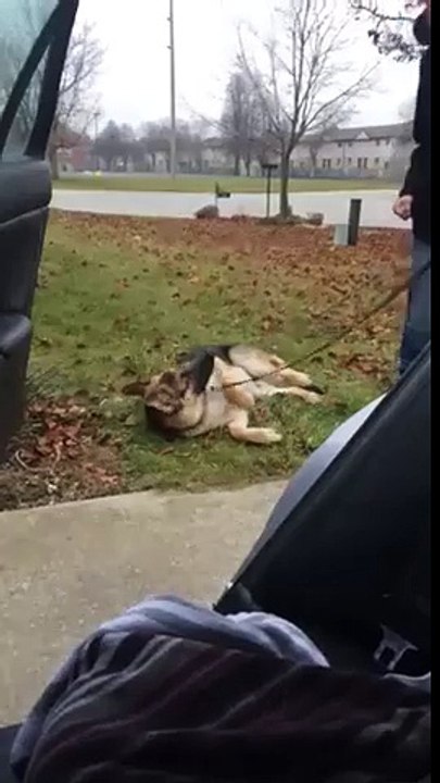 Ce berger allemand déteste la voiture... Impossible de le faire monter dedans